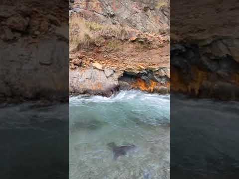 Swimming pool in Rishikesh , Phoolchatti river#rishikesh #rishikeshriverrafting #exploreuttarakhand