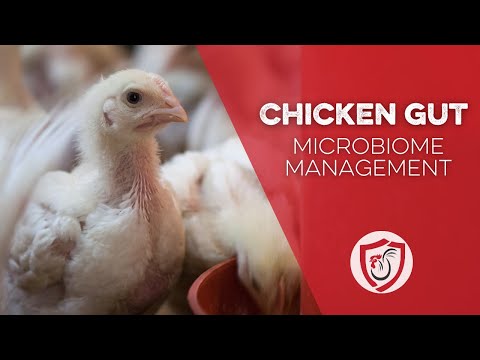 Chicken Gut Microbiome Management