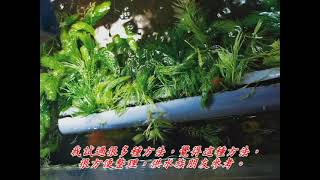 水族 金魚草固定方法分享