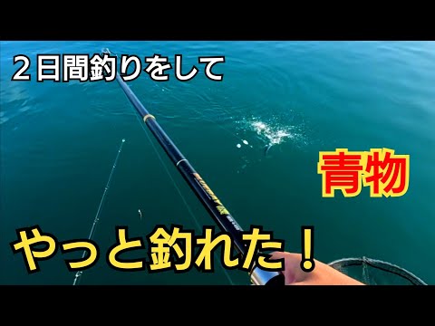 小型青物【ソウダガツオ】2日間釣りをしてやっと釣れた！