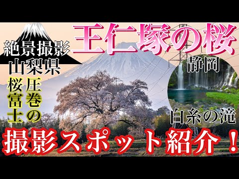 【絶景.桜.山梨】富士山と1本桜わに塚の桜が美しすぎた