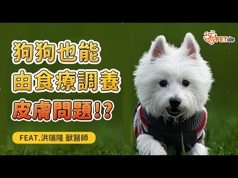 狗狗也能透由食療調養皮膚問題?－貝恩動物醫院Feat.洪瑞隆 院長 【哈寵小學堂】｜#哈寵PETube 第264集