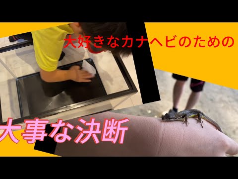 【生き物を飼うことの難しさ】子供なりに一生懸命頑張りました‼️