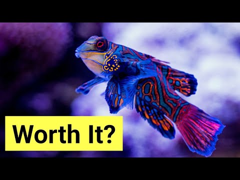 10 Expert Level Fish Worth The Hassle | The Prestige Reef Dork Show Ep 29