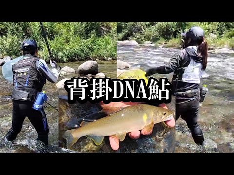 鮎釣り　背掛DNA鮎を釣る／益田川上流漁協秋神川