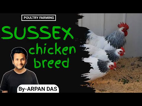 Sussex Chicken Breed l #poultry by ecohill agri l #poultryfarming #livestock