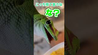 みんなでマンゴーを食べよう