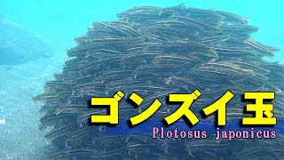 【 ゴンズイ 】フェロモンで群れる魚玉　Barbel eel／Plotosus japonicus