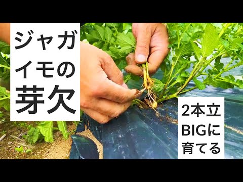 ジャガイモ（インカの目覚め）の芽欠き作業