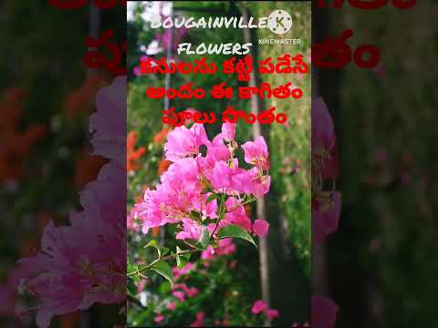 అందమైన పేపర్ ఫ్లవర్/a beautiful pink bougainvillea flower/naliniravindraprasad #ytshorts #shorts