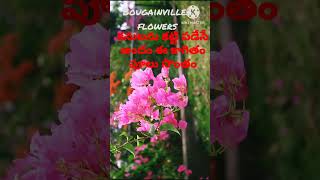 అందమైన పేపర్ ఫ్లవర్/a beautiful pink bougainvillea flower/naliniravindraprasad #ytshorts #shorts