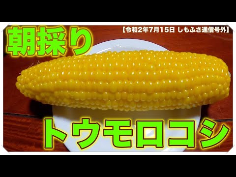 【家庭菜園】朝採り トウモロコシ