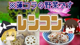 【ゆっくり解説】シャキシャキ美味しい！レンコンの栄養について解説！