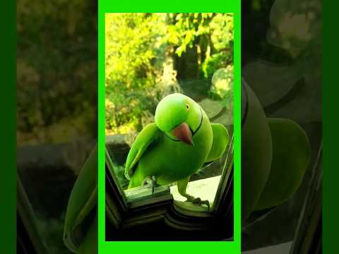 Indian #cute Green Parrot Talking | #parrot Lover Status | #parrottalking #birds