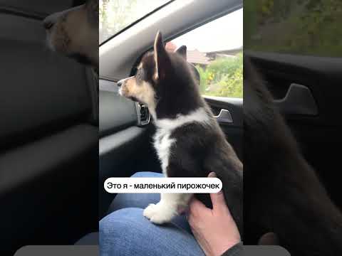 СМЕШНЫЕ ЖИВОТНЫЕ | КАК БЫСТРО ЛЕТИТ ВРЕМЯ #dog #funny #funnyvideo #pet #corgi #cute