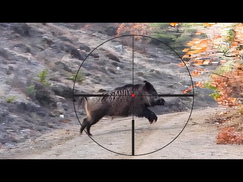 EXCITING WILD HOG HUNTS, AMAZING BOAR SHOTS, BEST SCENES #hunting #hog