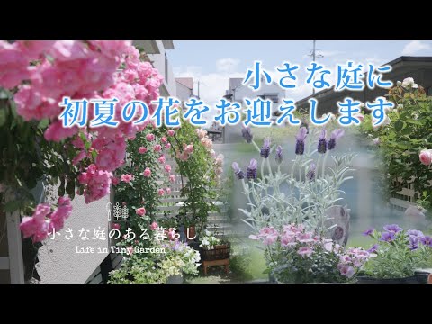 ガーデニング Vlog｜小庭に初夏の花をお迎えします｜カリブラコア｜ディアシア｜フレンチラベンダー 〜小さな庭のある暮らし 122〜Gardening ｜ Life in a tiny garden