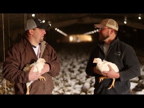 Brothers and Chickens