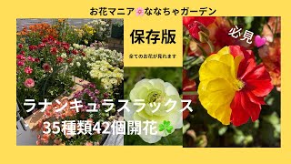 ラナンキュラスラックス全種類紹介【35種類すべて咲きました🌸】