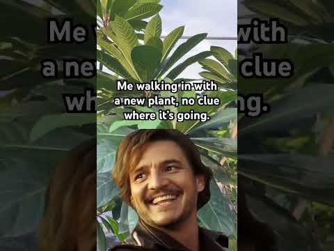 Just remember☝🏼Plant shopping is self care🥰✨#plant #tree #meme #nicolascage #pedropascal #nursery