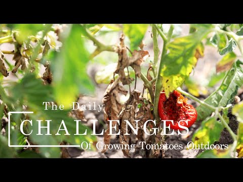 The Daily Challenges of Growing TOMATOES Outdoors