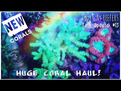 Huge Coral Haul! Tank Update #13