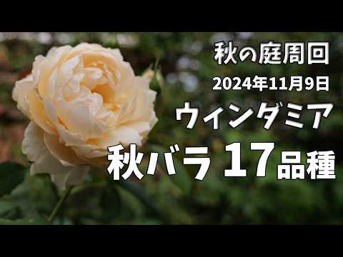 優雅なクリーム色のイングリッシュローズ、ウィンダミアと秋バラ17品種と草花。庭周回。2024年11月9日。