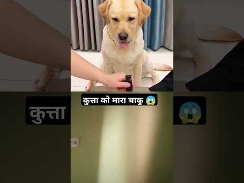 कुत्ता को मारा चाकू 😱 #dog #pets