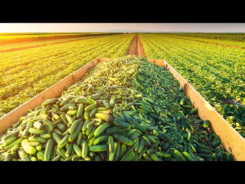 How Pickles Are Made