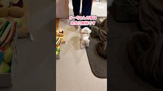 とーちゃんが2階から下りてくるとこうなります #shorts #トイプードル #可愛い犬