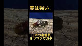 ［クワガタバトル］日本のミヤマクワガタがめちゃくちゃかっこいいしめちゃくちゃ件 #shortvideo #insect