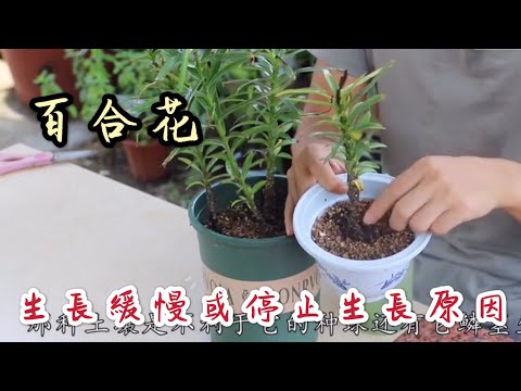 【天天小花農】百合花生長緩慢？或停止生長？可能是這些原因導致的！