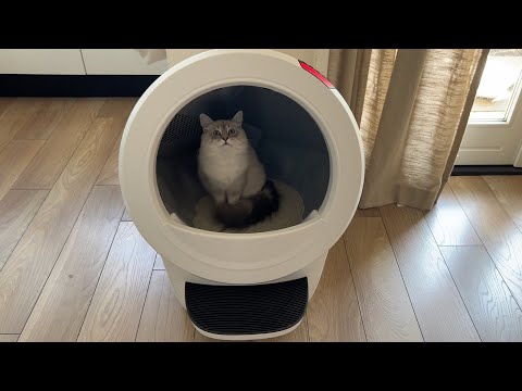 Sweetest Floofball gets the biggest Present Feat. Whisker