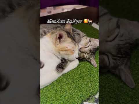 Maa Bete Ka Pyar🐈#shortvideo #ytshortvideo #cat#viralvideos #trending