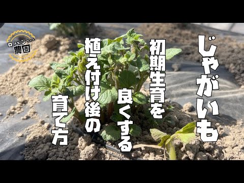 【じゃがいも】芽かき作業 【農家の家庭菜園】【ジャガイモ】