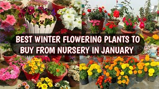 BEST WINTER FLOWERING PLANTS TO BUY FROM NURSERY IN JANUARY | BEST WINTER FLOWERS 😍🌸