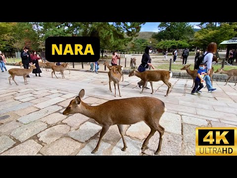 NARA, JAPAN 🇯🇵 [4K] Nara Deer Park & Tōdai-ji Temple — Walking Tour