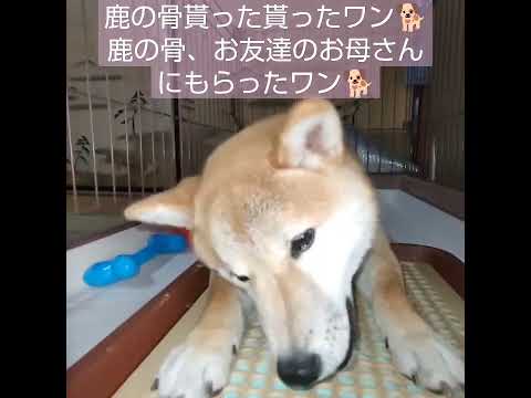 鹿の骨貰ったワン🐕”お友達のお母さんにもらったワン🐕#柴犬のいる暮らし  #柴犬  #豆柴のいる暮らし  #豆柴  #鹿の骨  #おやつ  #shorts