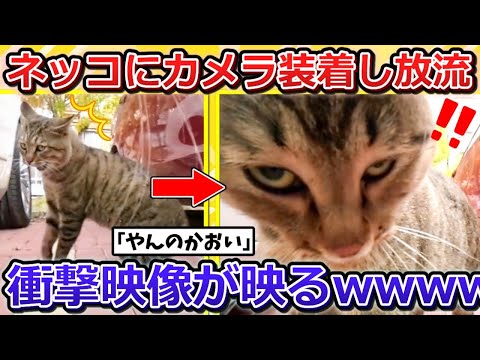 【2ch動物スレ】ネッコにカメラ装着して放流→衝撃の光景広がるｗｗｗｗｗｗｗｗ