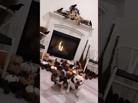 French Bulldogs Halloween Waltz | Max and Bo | Frenchie Trekker TV #Shorts #Dog #Halloween