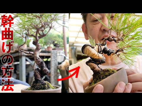 [Akamatsu] How to bend a thick trunk. Can it be done in July? [Bonsai Q]