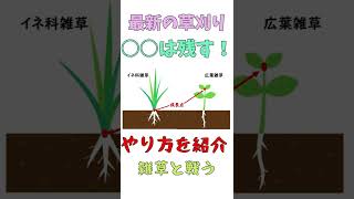 【雑草　闘う】最新の雑草対策！　#Shorts