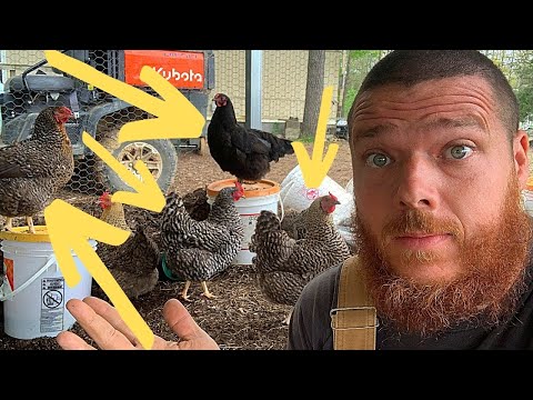 The Chickens Got Out! Why We DON'T Free Range