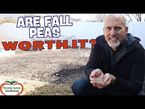 When to Plant Fall Peas   And is it worth it