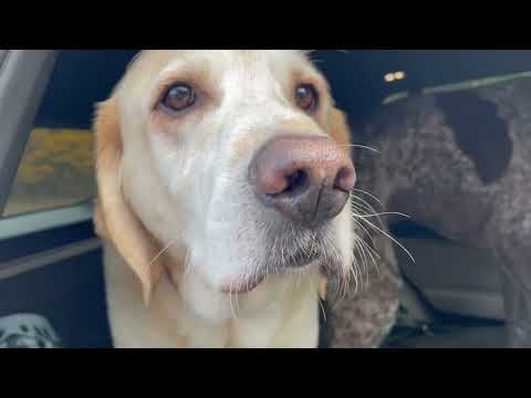 Is that a mountain goat or Walle? Exploring beautiful Oregon trails