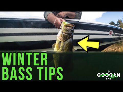 WINTER TIME Bass FISHING TIPS! ( Can you fish shallow? )