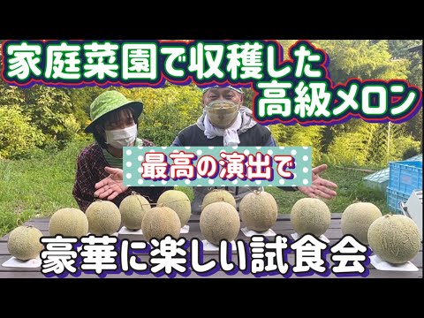 【楽しいメロン栽培】収穫した高級ネットメロンをいろいろな食べ方で試食する！最高の出来にゲスト？も歓迎