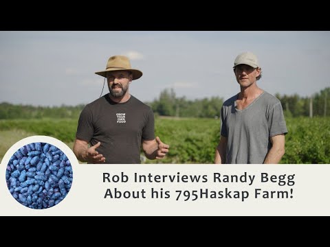 How to Choose and Grow the Haskap Berry That's Right for You and Your Property!