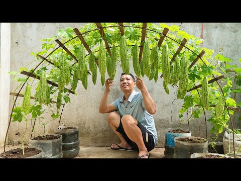 How to grow bitter melon easily for families without gardens, using eggshells as fertilizer