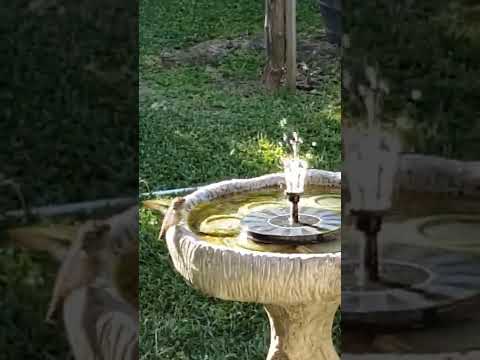 Humminbird enjoys solar spring water fountain